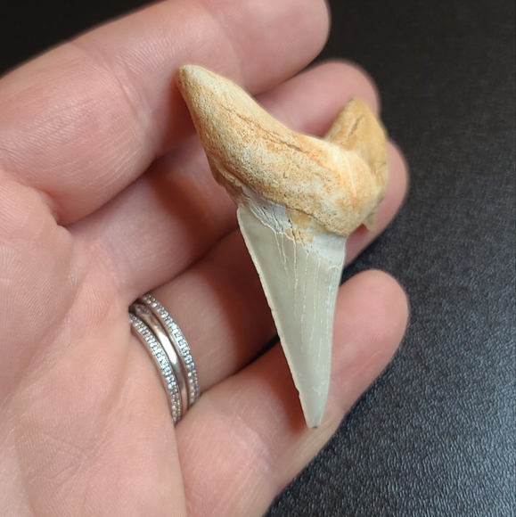 Fabulous fossilized sharks tooth - Picture 2 of 6